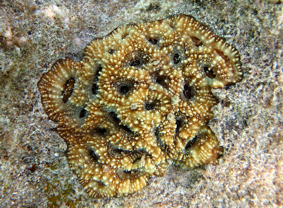 Acanthastrée