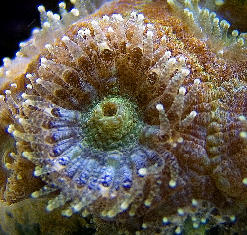 Acanthastrée de Lord Howe