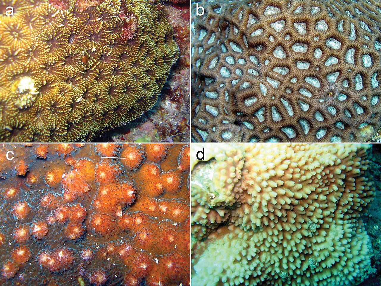 Acan subéchiné
