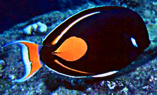 Chirurgien d'Achille