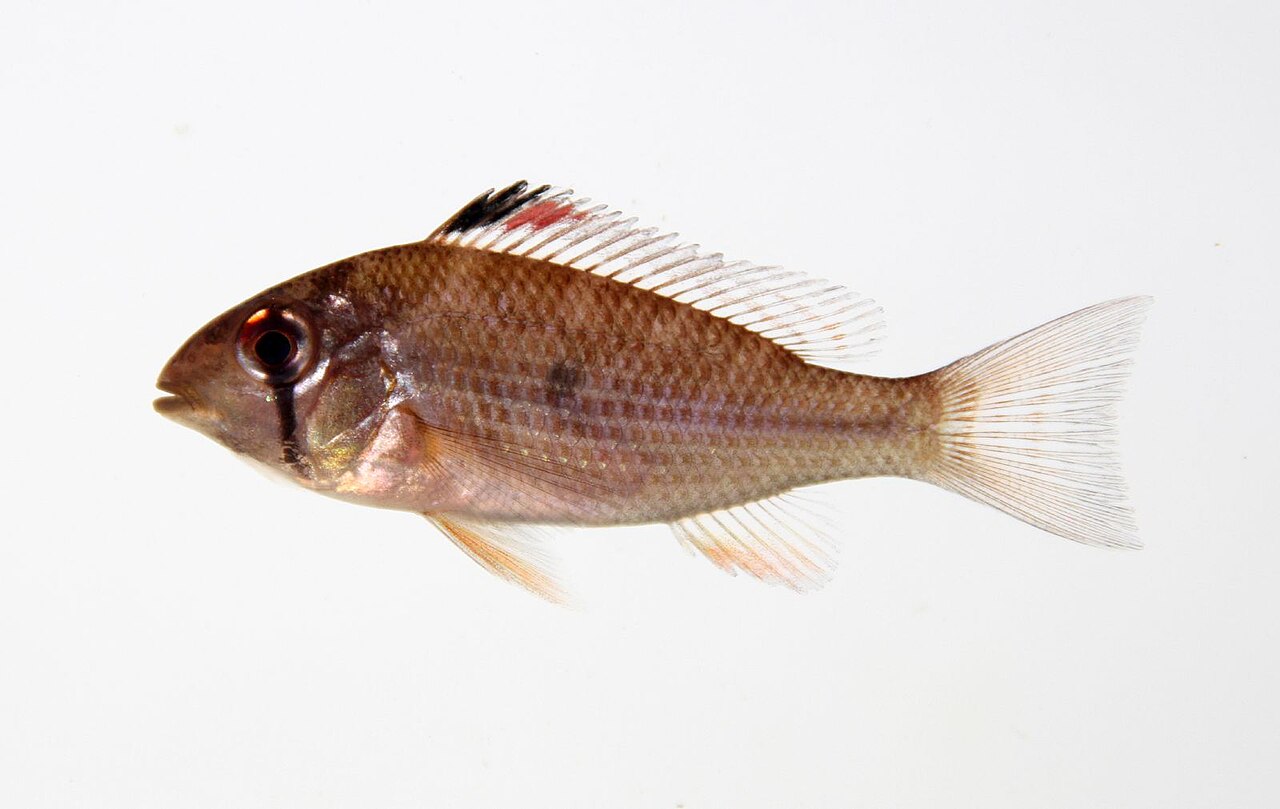 Acarichthys d'Heckel