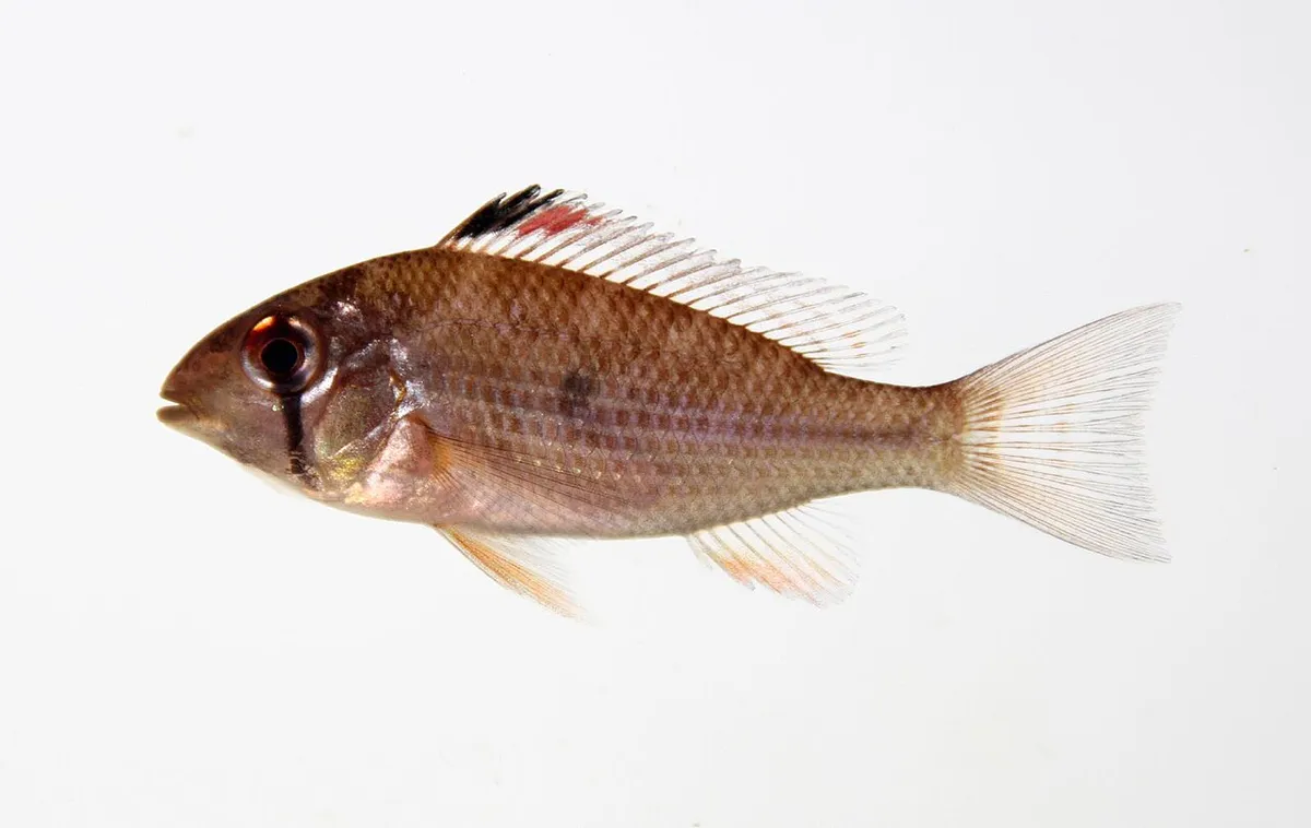 Acarichthys d'Heckel — photo 1 sur 4