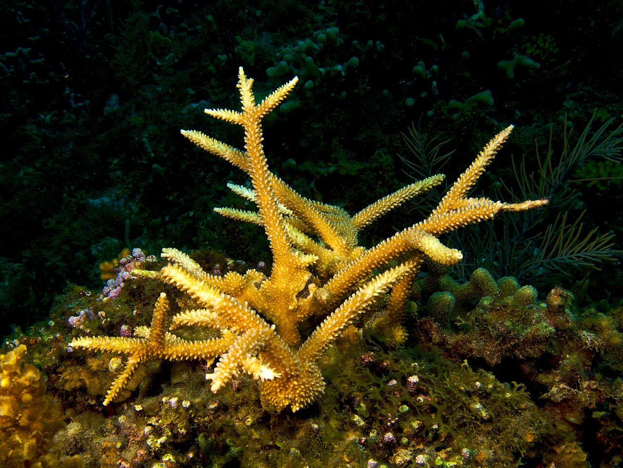 Acropore corne de cerf