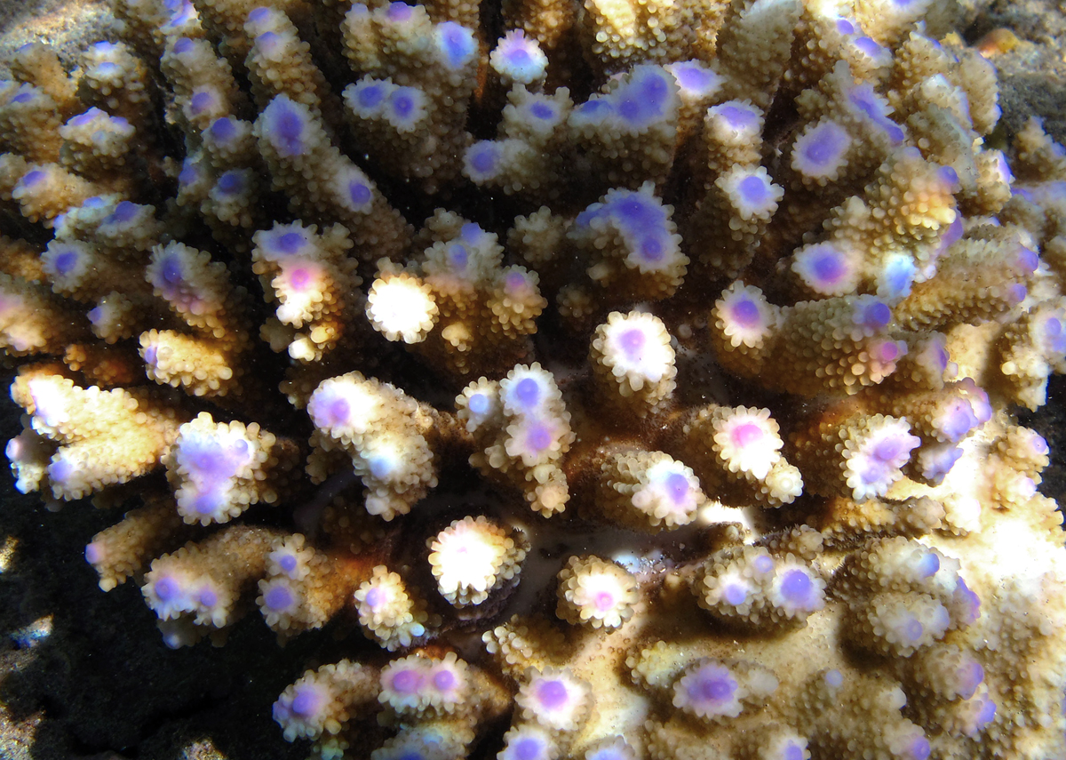Corail digité