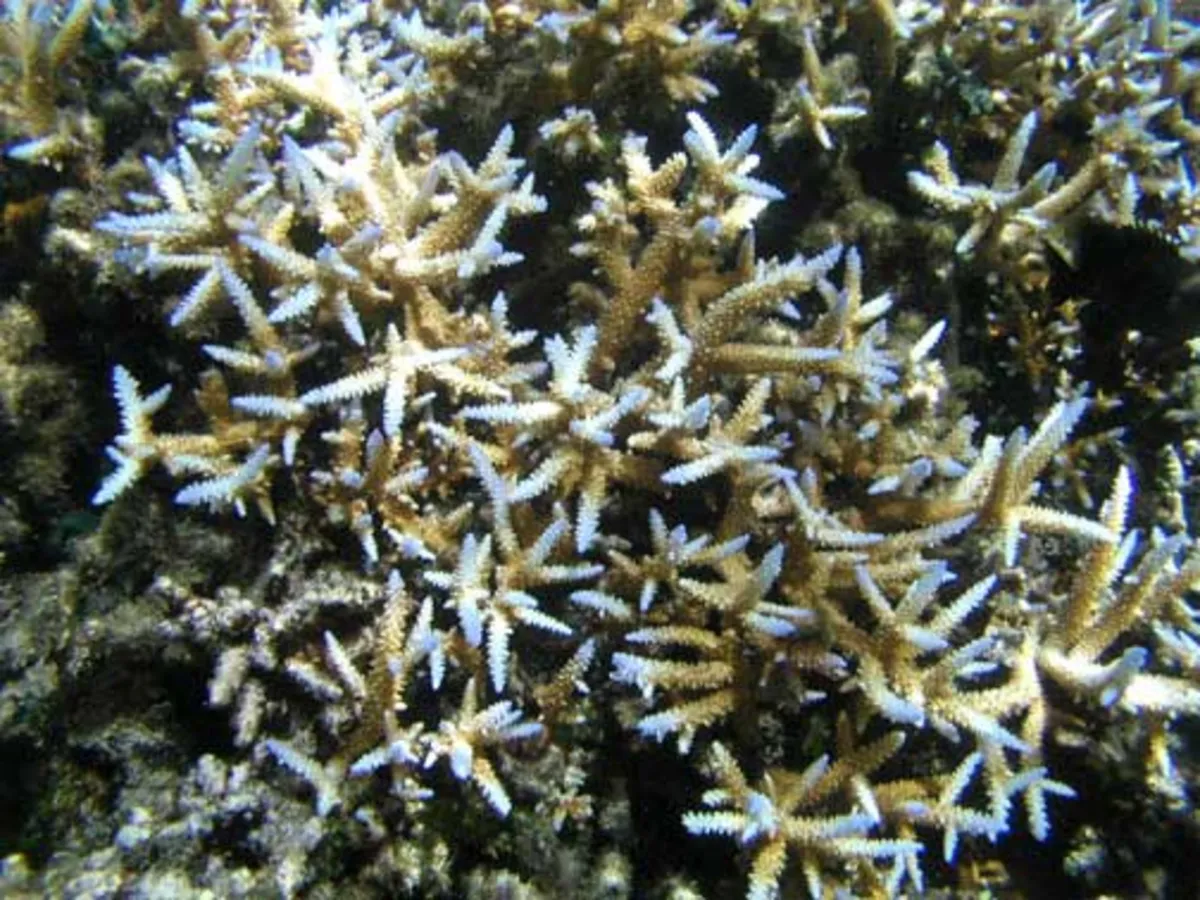 Acropore élégant — photo 1 sur 4