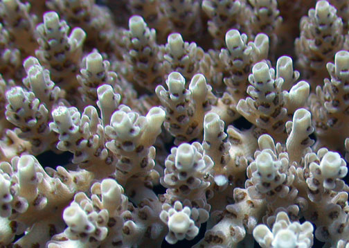 Corail jacinthe