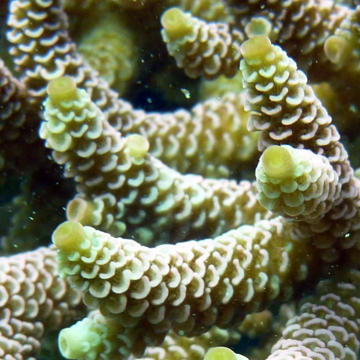 Acropore millepora — photo 1 sur 4