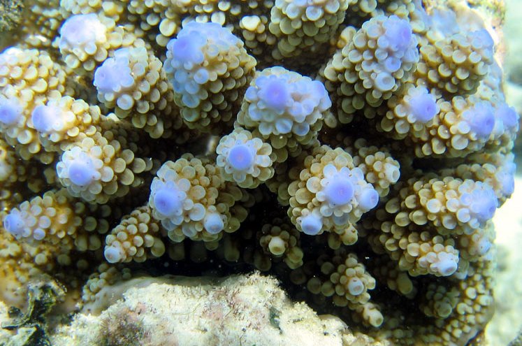 Corail nasique