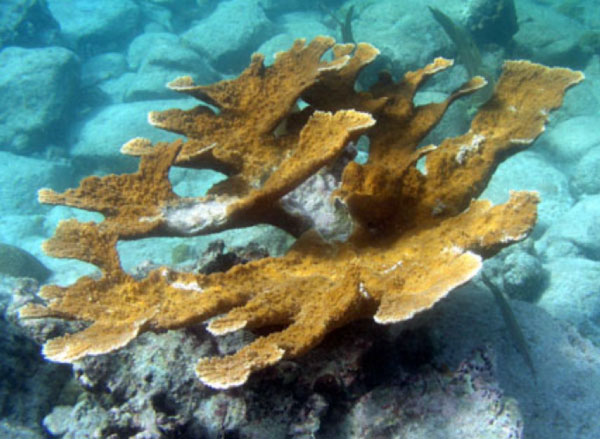 Corail corne d'élan