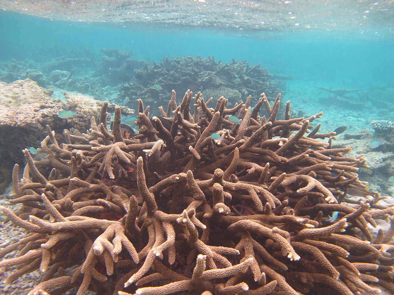 Acropora robuste