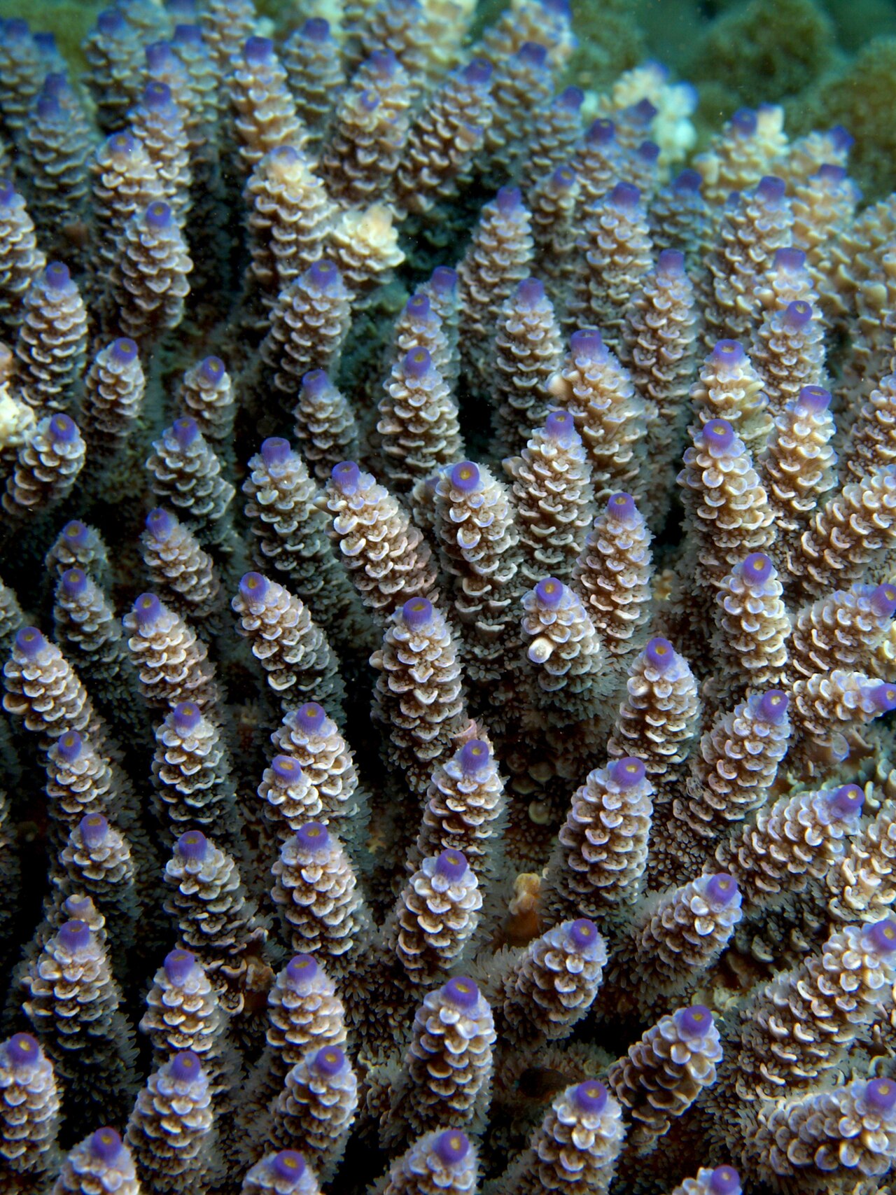 Acropora seigle