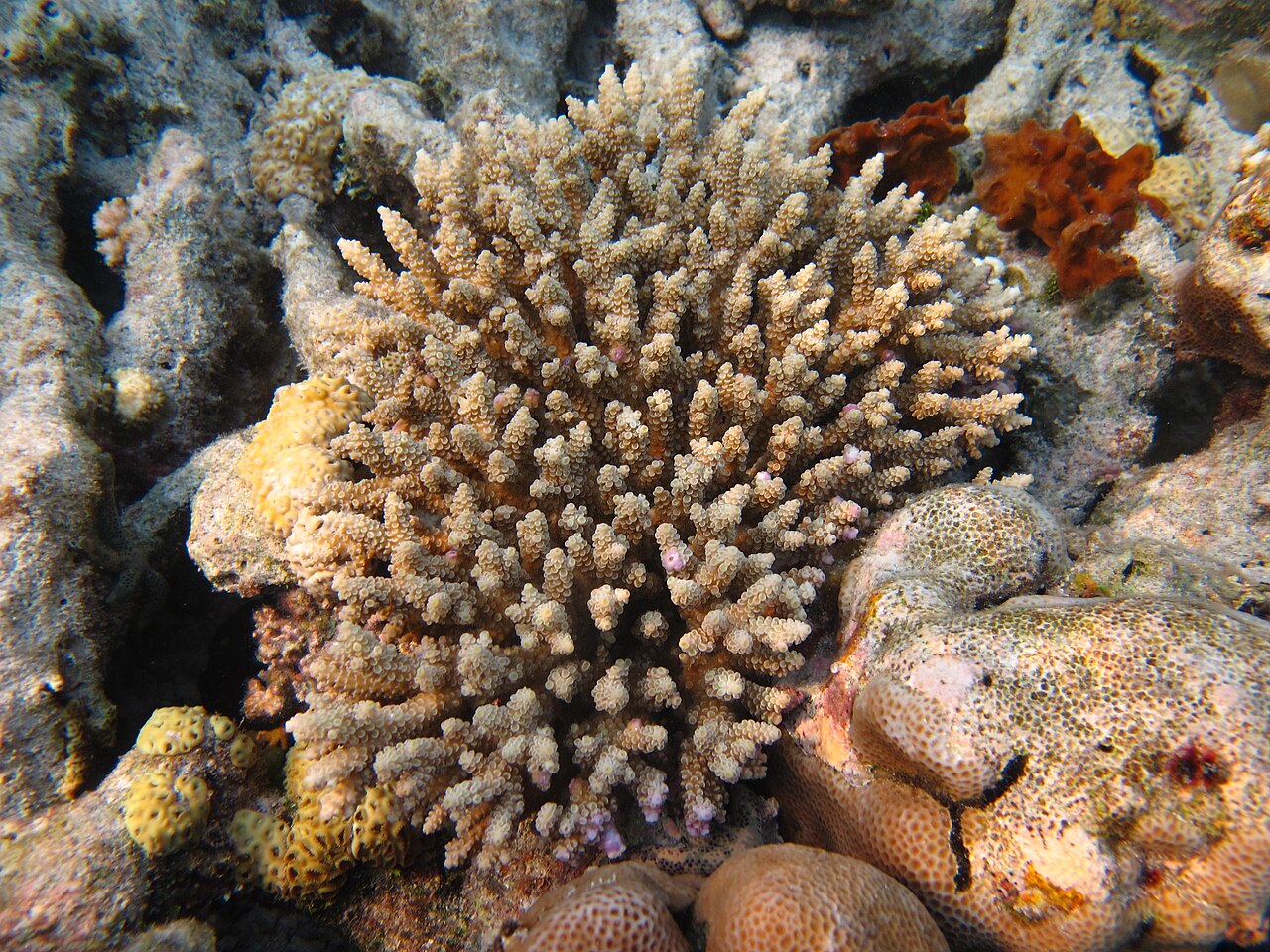 Acropore fin