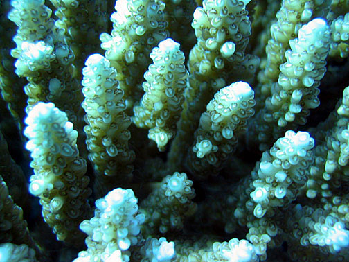 Acropora valide