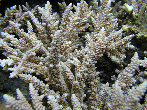 Acropora de Yong