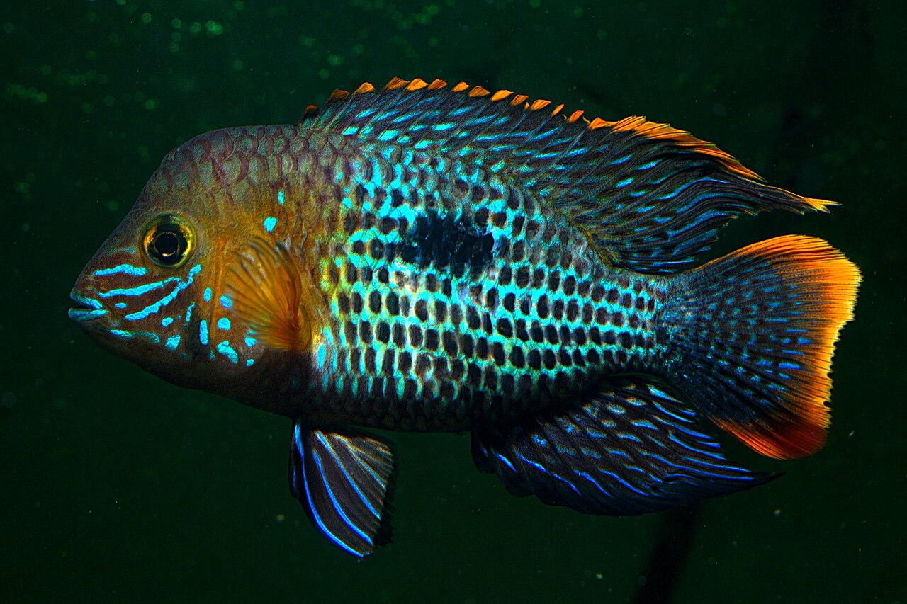 Aequidens rivulé