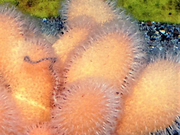 Alcyon digitiforme