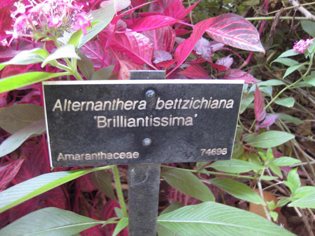 Alternanthère de Bettzick
