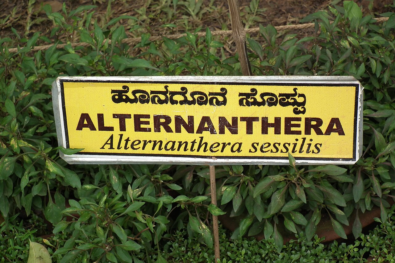 Alternanthère sessile