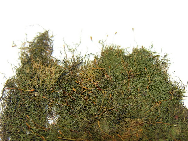 Amblystegium rampant