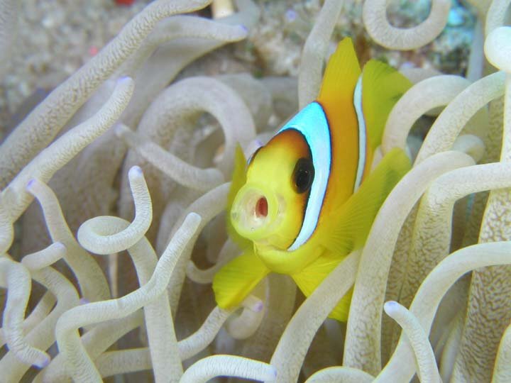 Poisson-clown à deux bandes