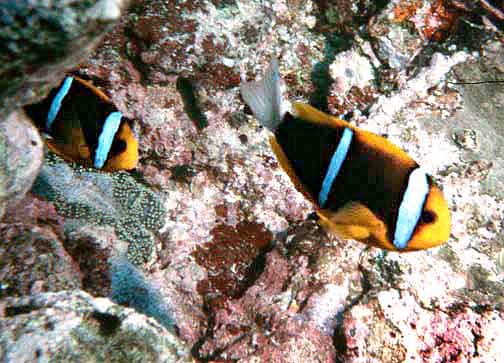 Poisson-clown à nageoires orange