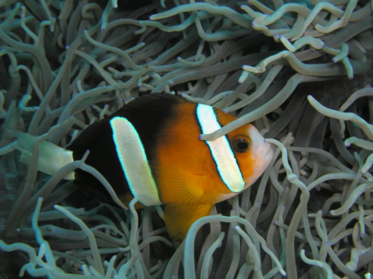 Poisson-clown de Clark — photo 1 sur 4