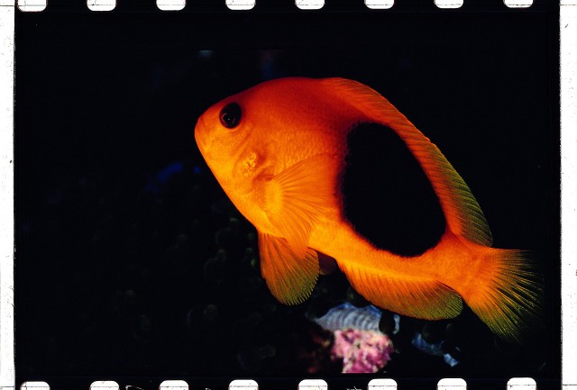Poisson-clown à selle rouge