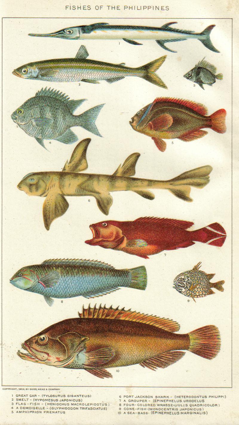 Poisson-clown rouge