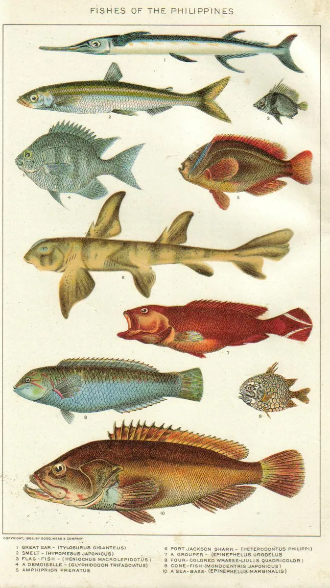 Poisson-clown rouge — photo 1 sur 4