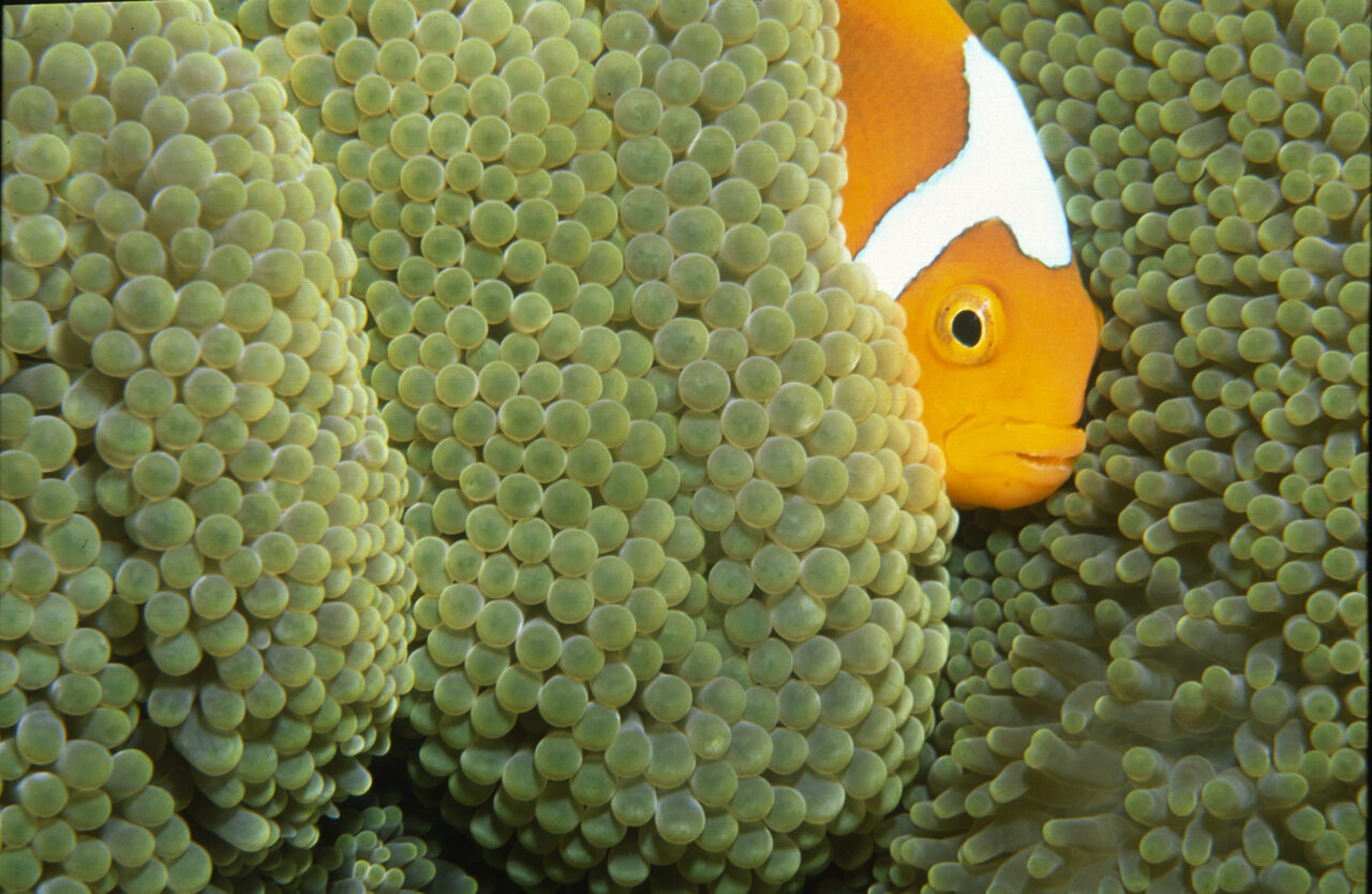 Poisson-clown à tête blanche