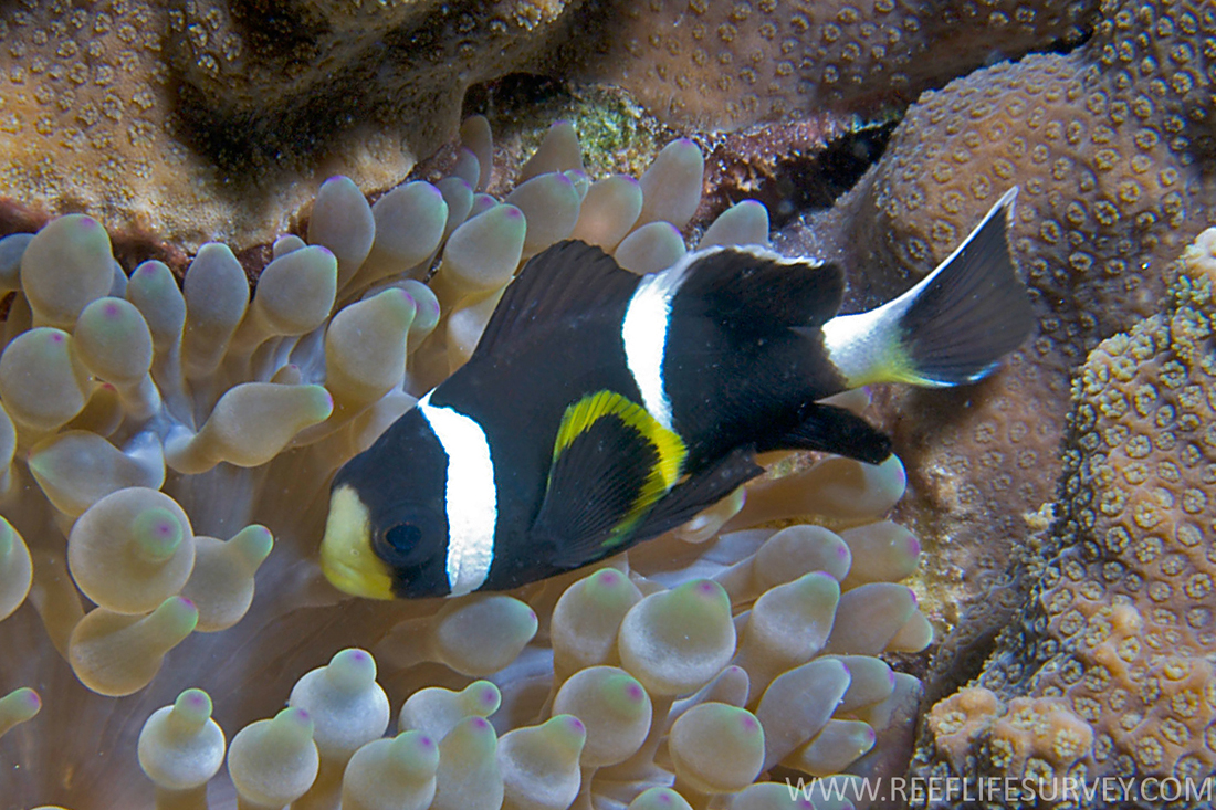 Poisson-clown de McCulloch