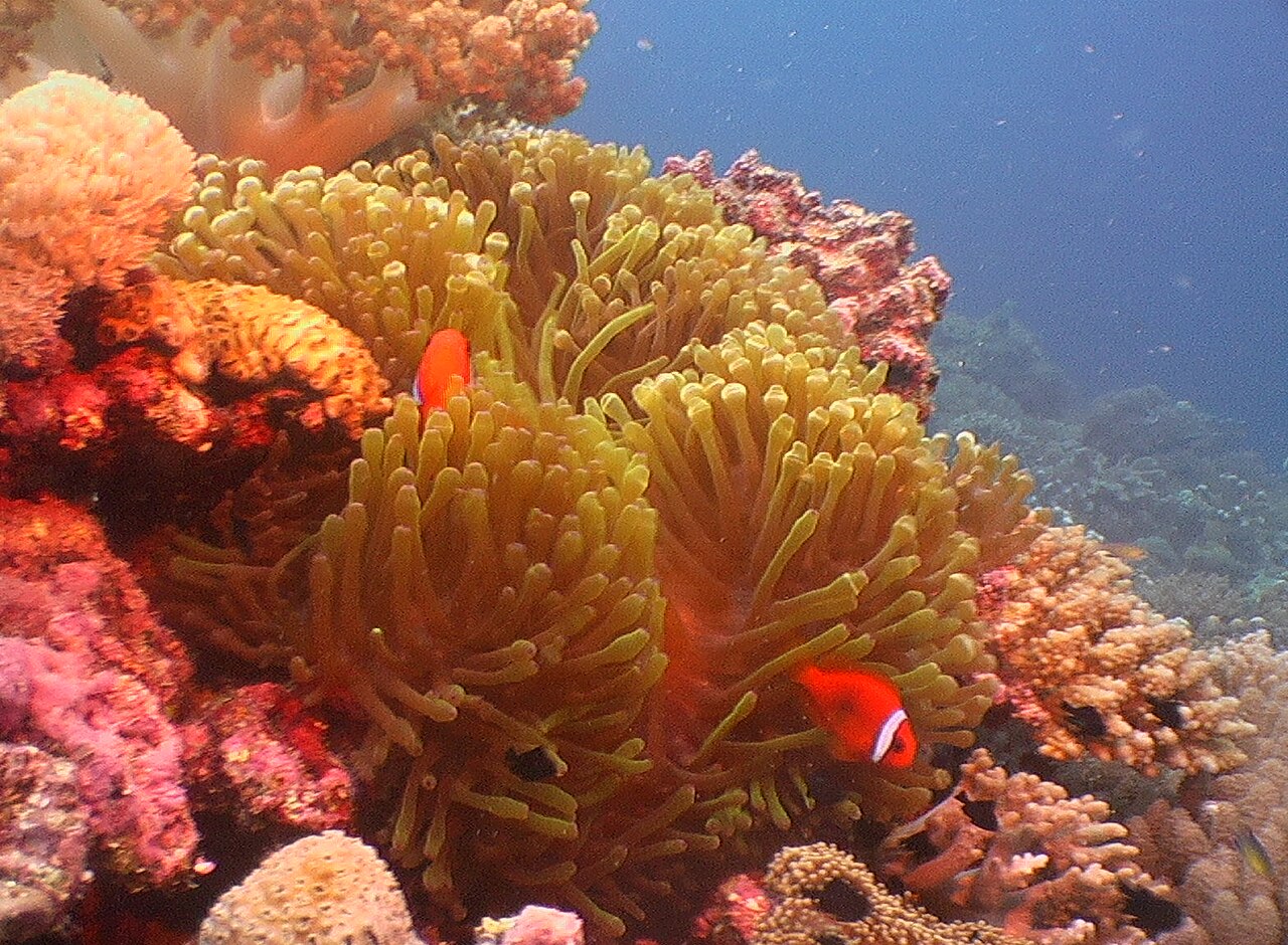 Poisson-clown à ventre noir