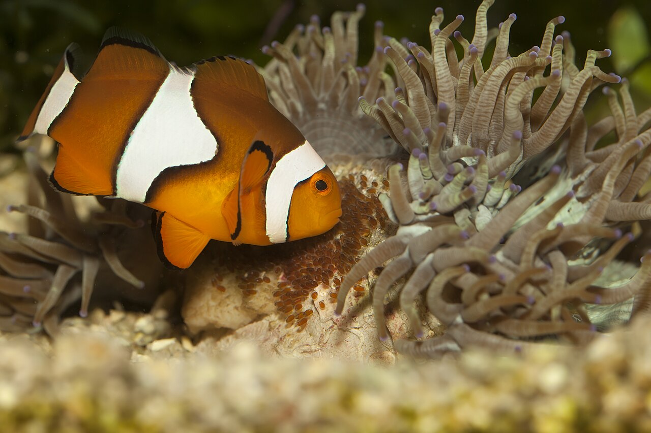 Poisson-clown ocellaris