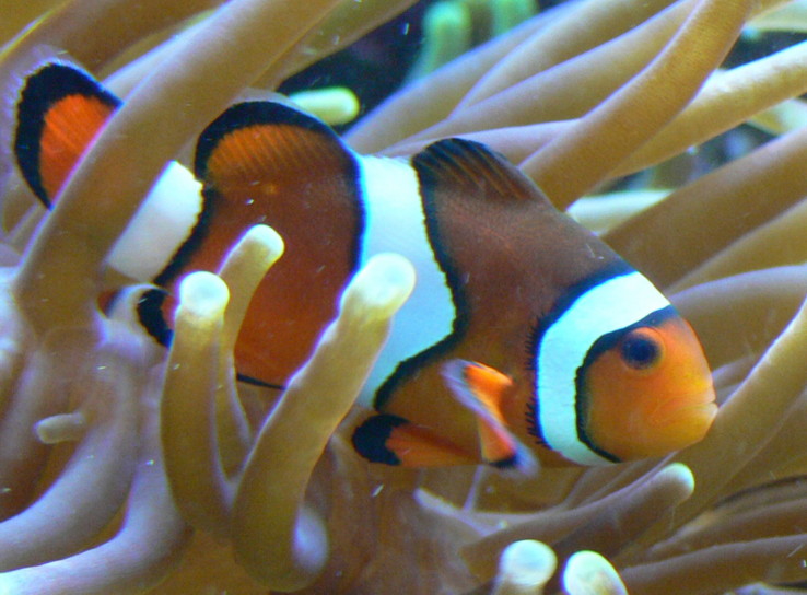 Poisson-clown percula