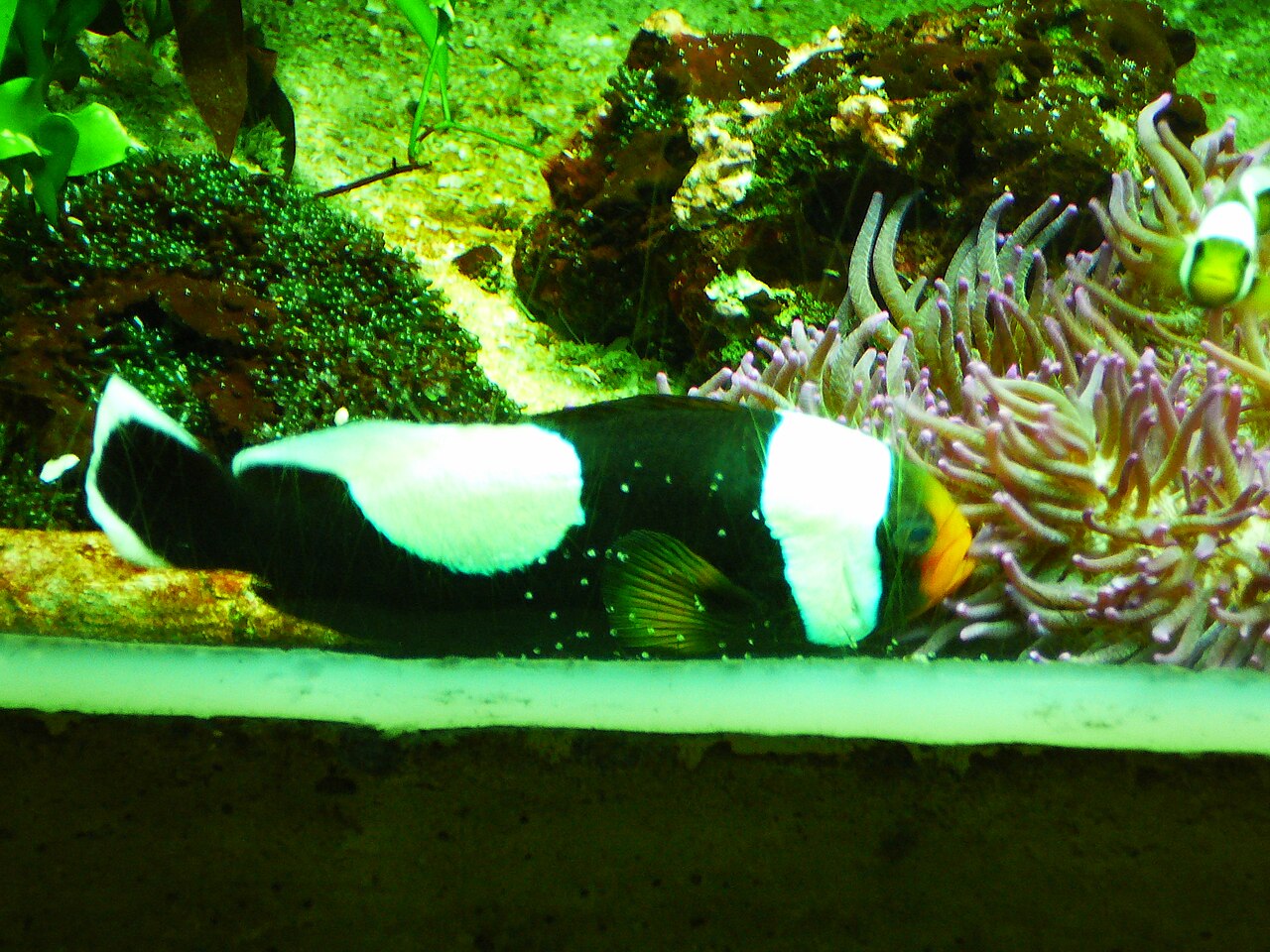 Poisson-clown à selle