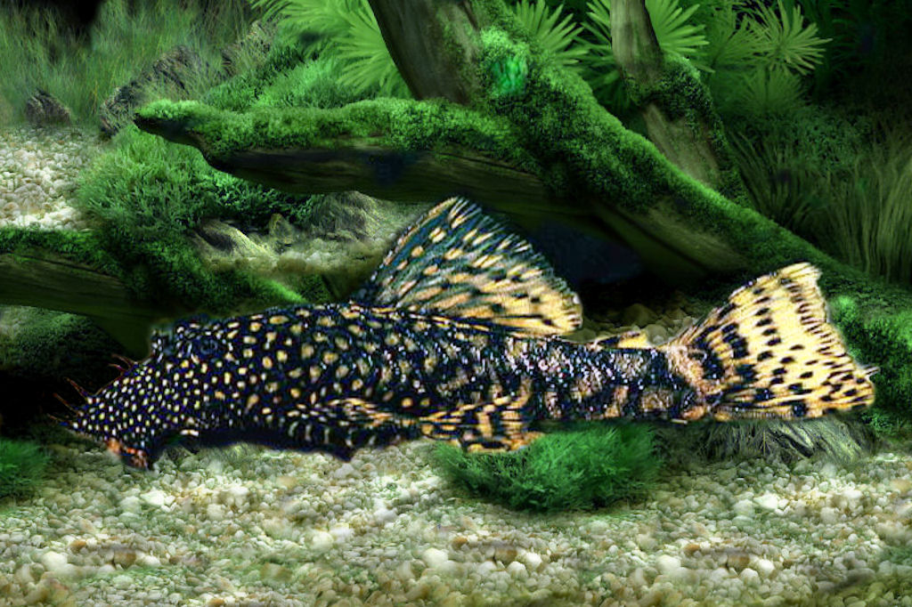 Ancistrus