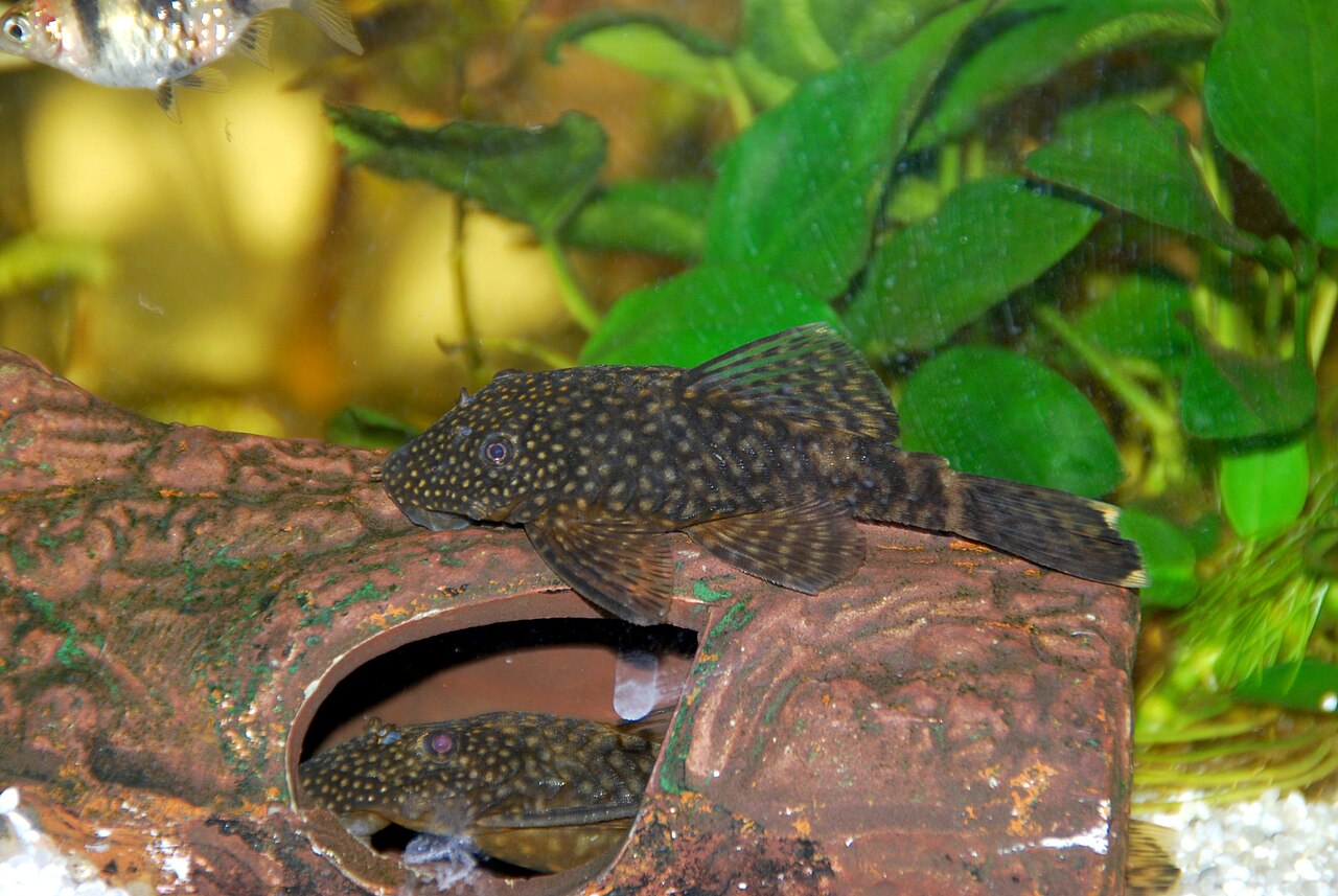Ancistrus de Temminck