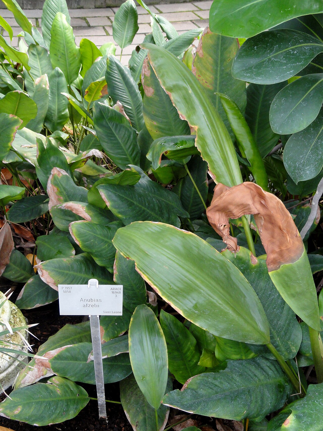 Anubias d'Afzelius