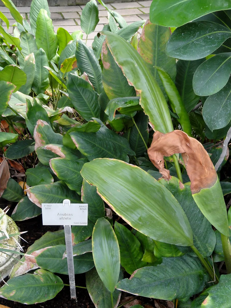 Anubias d'Afzelius — photo 1 sur 2