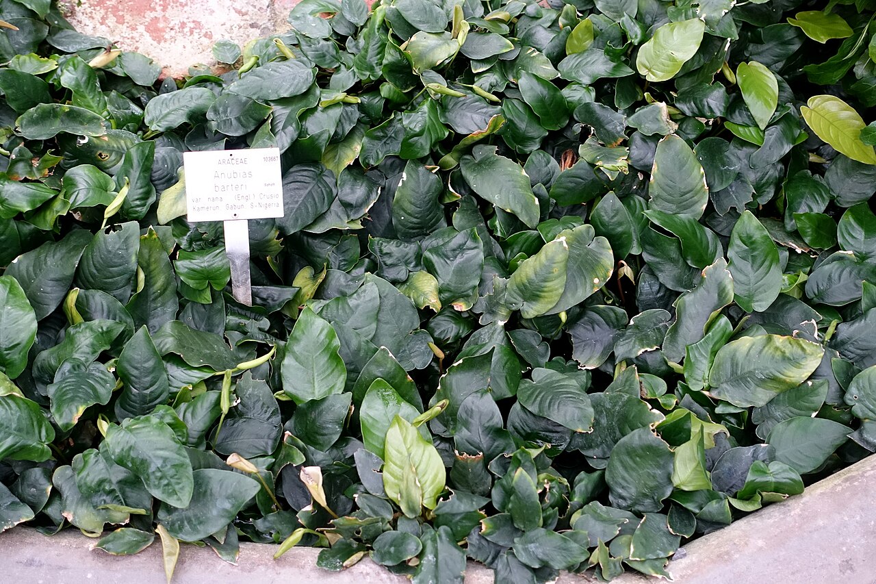 Anubias nain