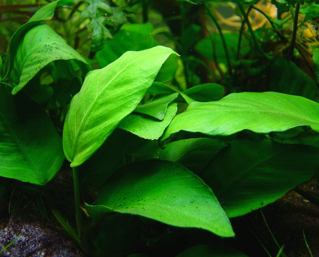 Anubias nain