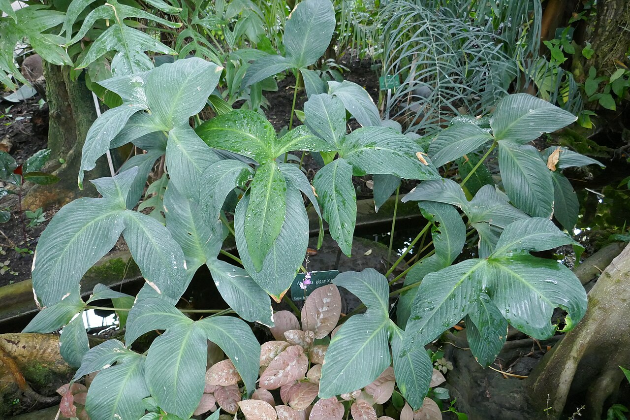 Anubias géant