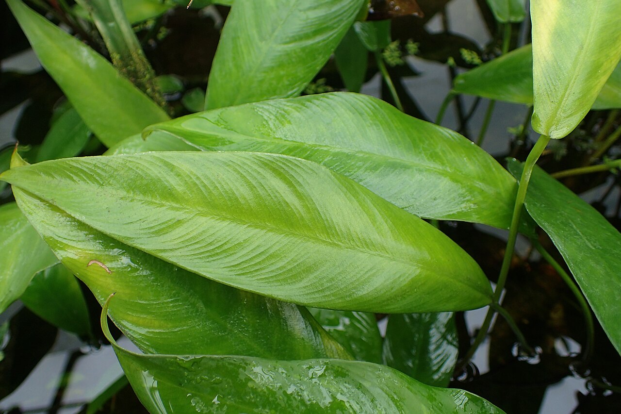 Anubias gracile
