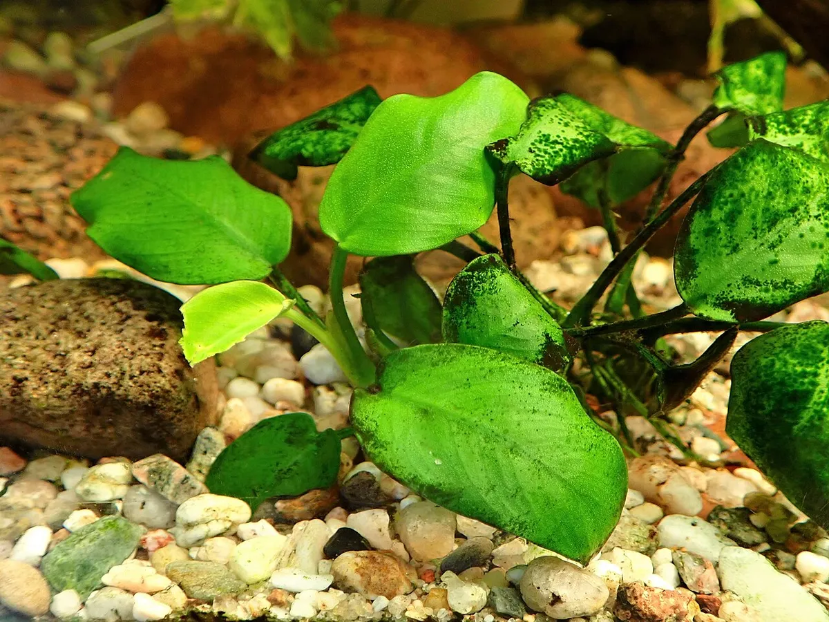 Anubias nana — photo 1 sur 4