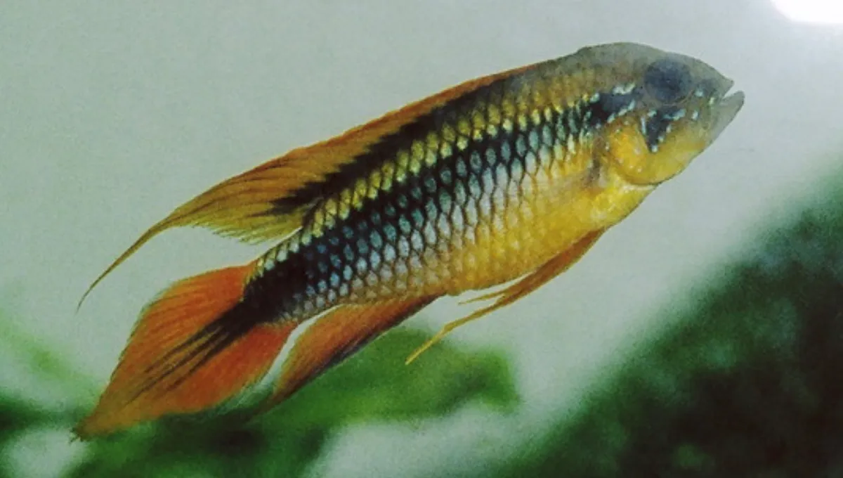 Apistogramma d'Agassiz — photo 1 sur 4