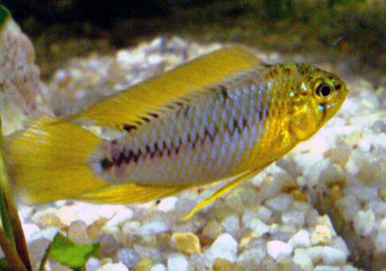 Apistogramma de Borell