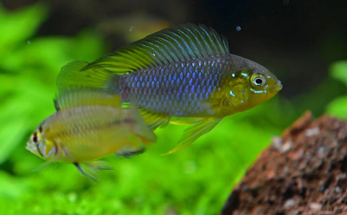 Apistogramma de Borell — photo 1 sur 4