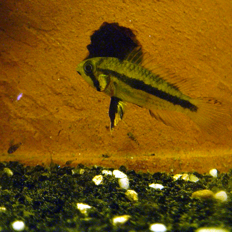 Apistogramma cacatoès