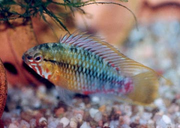 Apistogramme de Hongslo