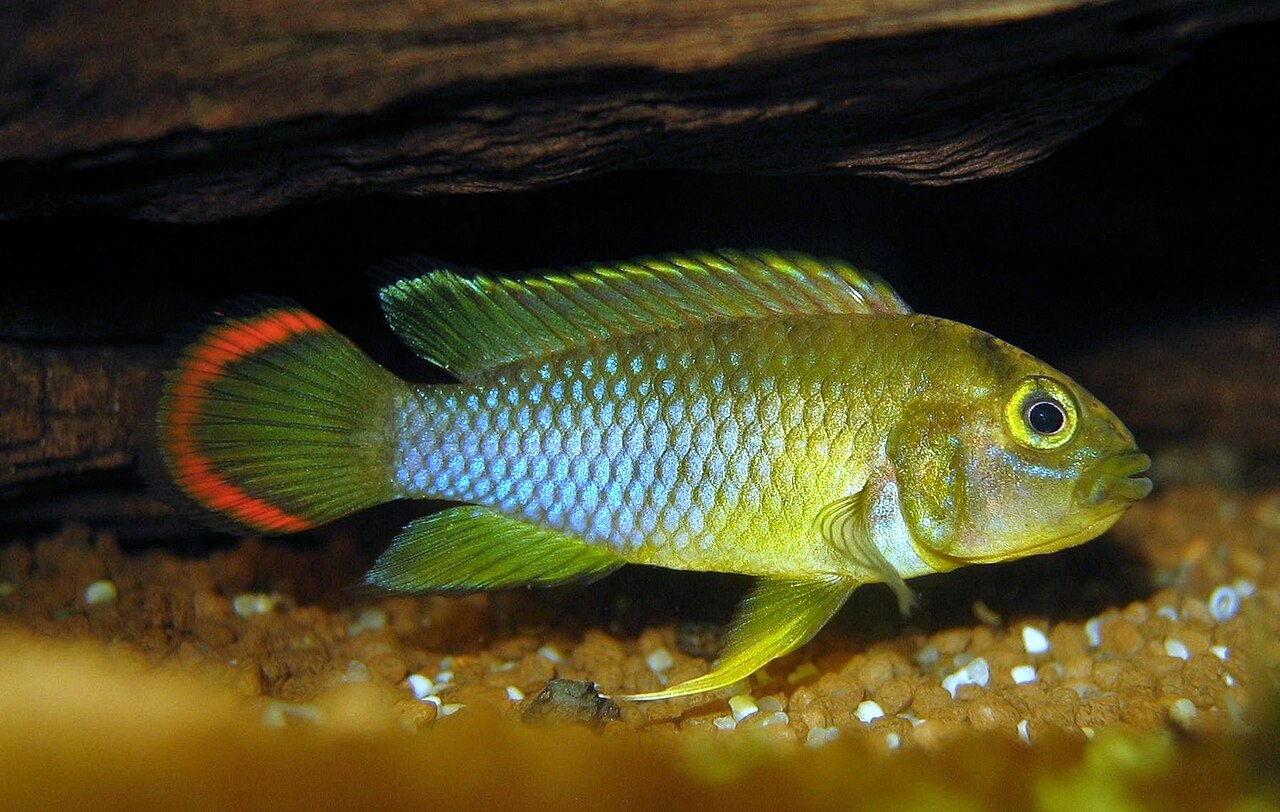 Apistogramme de Nijssen